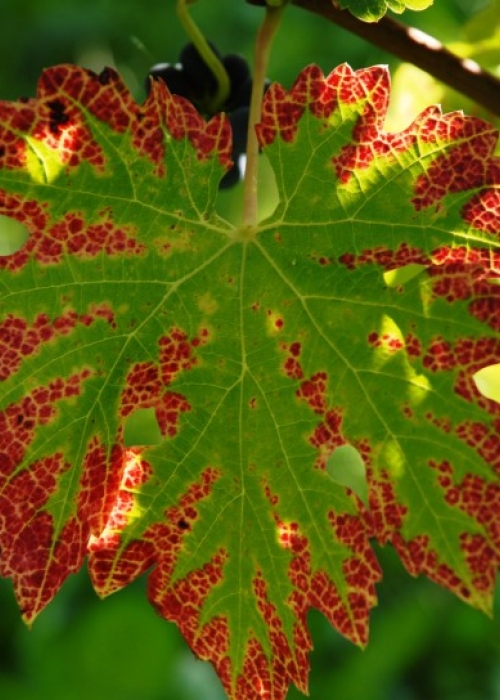 Cabernet Sauvignon Blatt 15